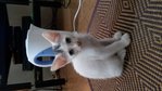 Tompok Nyet - Domestic Short Hair Cat