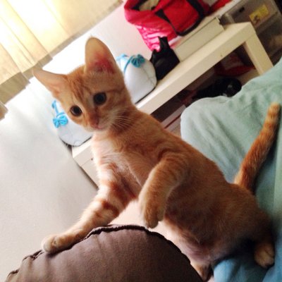 Baby Ginger Girl - Domestic Short Hair Cat