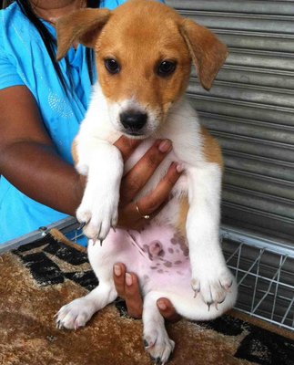 Luke - Adopted! - Golden Retriever Mix Dog