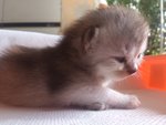 Baby - Persian Cat