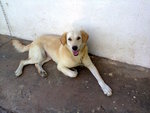 Lassie - Labrador Retriever Mix Dog