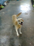 Lassie - Labrador Retriever Mix Dog