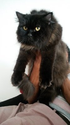 Boyka Bear - Persian + Domestic Long Hair Cat