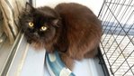 Boyka Bear - Persian + Domestic Long Hair Cat