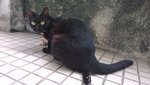 Itam - Domestic Short Hair Cat