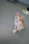Teh (Please Read Description) - Domestic Short Hair Cat