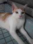 Teh (Please Read Description) - Domestic Short Hair Cat