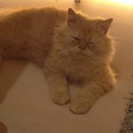 Casper - Persian Cat