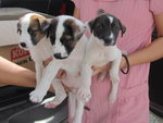 Sally, Stella &amp; Sandy - Border Collie Mix Dog