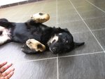 Midnight - Labrador Retriever + Golden Retriever Dog