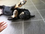 Midnight - Labrador Retriever + Golden Retriever Dog