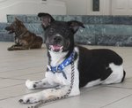 Diego - Mixed Breed Dog