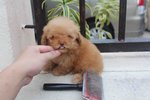  Brown Female Tiny Poodle Puppy - Poodle Dog