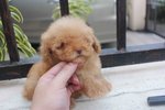  Brown Female Tiny Poodle Puppy - Poodle Dog