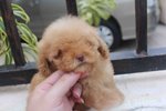  Brown Female Tiny Poodle Puppy - Poodle Dog