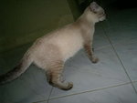No Name - Siamese Cat