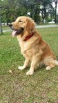 Renzo - Golden Retriever Dog