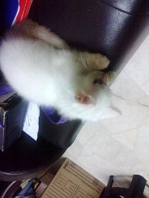 Tomok - Domestic Short Hair Cat