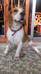 Rocky - Beagle Dog