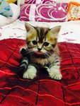 Kitten 1 - Persian Cat