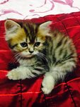 Kitten 1 - Persian Cat