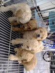 Toy Poodle Puppies - Mixed Breed Dog