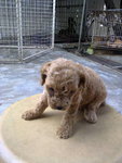 Toy Poodle Puppies - Mixed Breed Dog