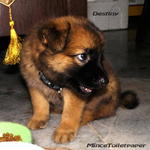 Destiny - German Shepherd Dog + German Spitz Dog