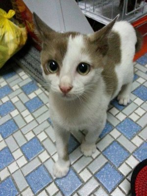Hello Kitty - Domestic Short Hair Cat