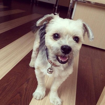 Wynn - Shih Tzu + Silky Terrier Dog