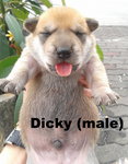 Dexter / Dicky / Dodo / Didi  - Mixed Breed Dog