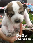 Dexter / Dicky / Dodo / Didi  - Mixed Breed Dog