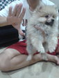 Mka Mini Pomeranian Puppy - Pomeranian Dog