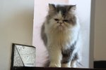 Toby - Persian Cat