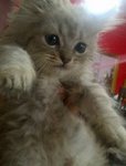 Grey - Persian + Domestic Medium Hair Cat