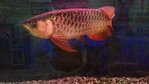 Indonesia Gold - Arowanas Fish