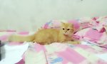 Nemo (Sold Out) - Persian + Maine Coon Cat