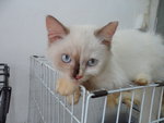 Ragdoll_jeny - Ragdoll Cat