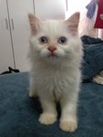 Persian Cat - Persian Cat
