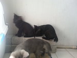Russian Black - Russian Blue + Domestic Short Hair Cat
