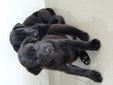 8 Little Blackies - Mixed Breed Dog