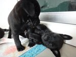 8 Little Blackies - Mixed Breed Dog