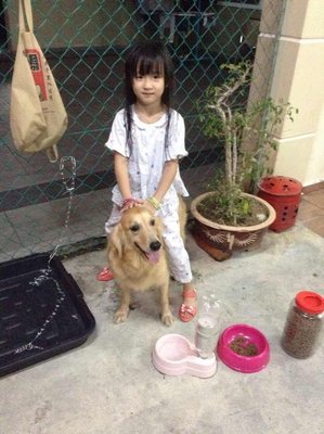 Hua Hua - Golden Retriever Dog