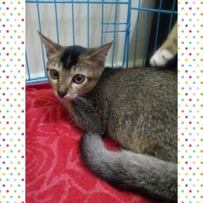 Comot - Abyssinian + Domestic Short Hair Cat