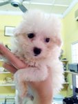 White Poodle For Sale   - Poodle Dog