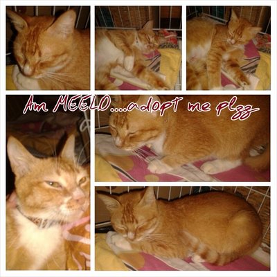 Meelo - Domestic Medium Hair Cat