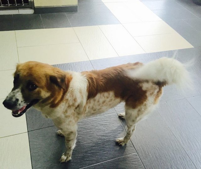 Chica - Golden Retriever + Dalmatian Dog