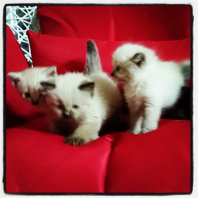 Kitties-oz, Champion, Maestro - Siamese + Persian Cat