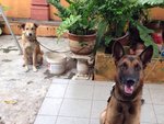Ceasar - German Shepherd Dog Dog