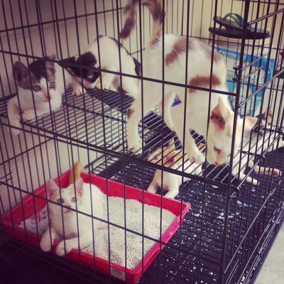 Naz, Fifi, Jiha, And Dani - Domestic Short Hair Cat